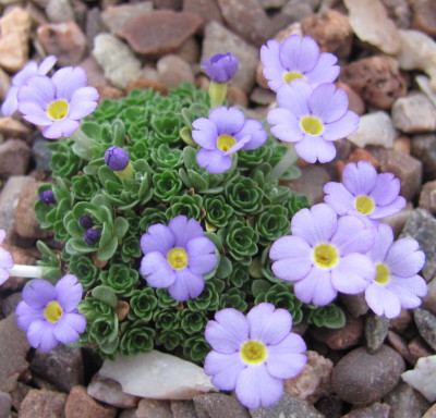 Dionysia PMR-JM 00541/21/0202